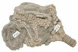 Fossil Crinoid Actinocrinites With Agaricocrinus - Indiana #197505-3